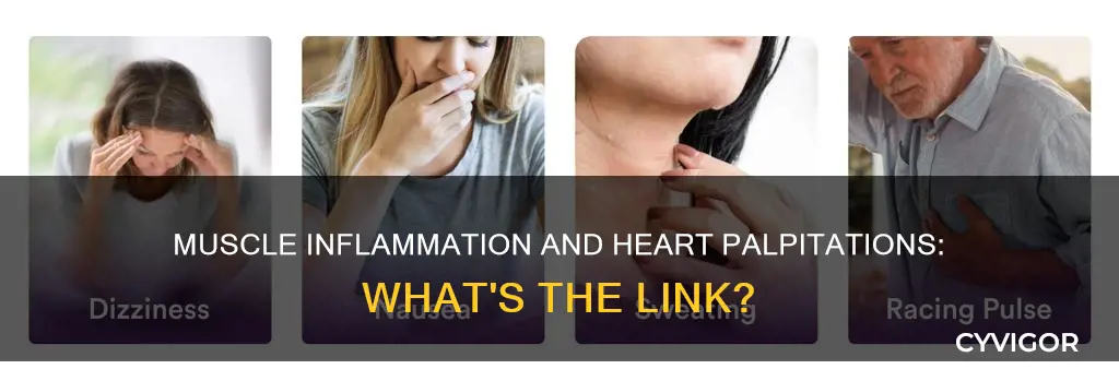 can muscle inflammation cause heart palpitations