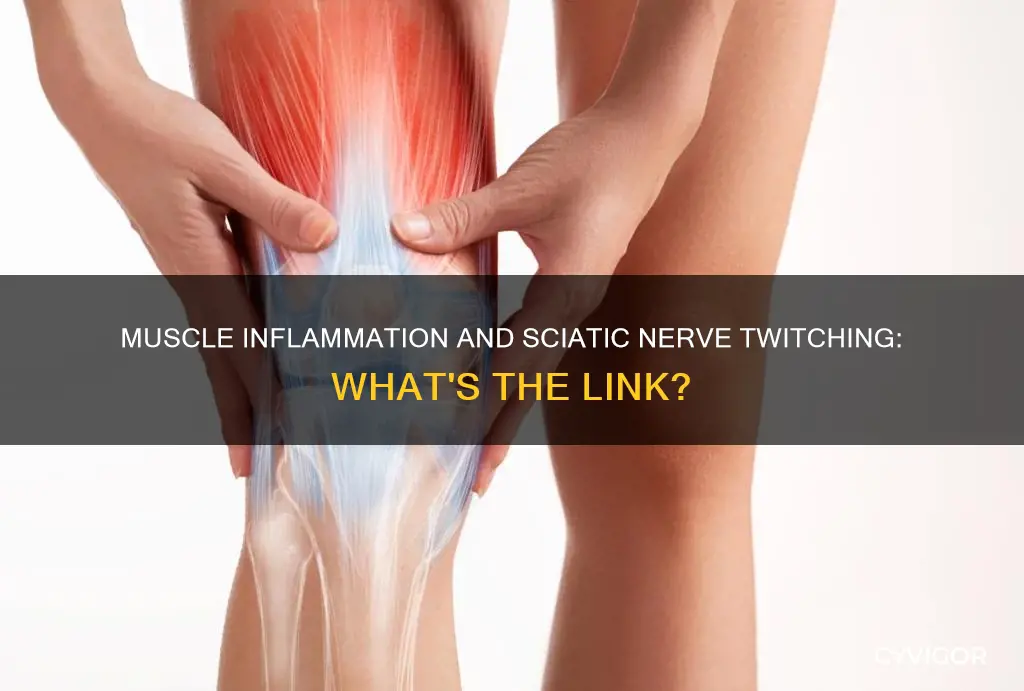 can muscle inflammation cause the sciatic nerve to twitch