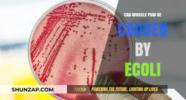 How E. coli Infection Triggers Muscle Pain