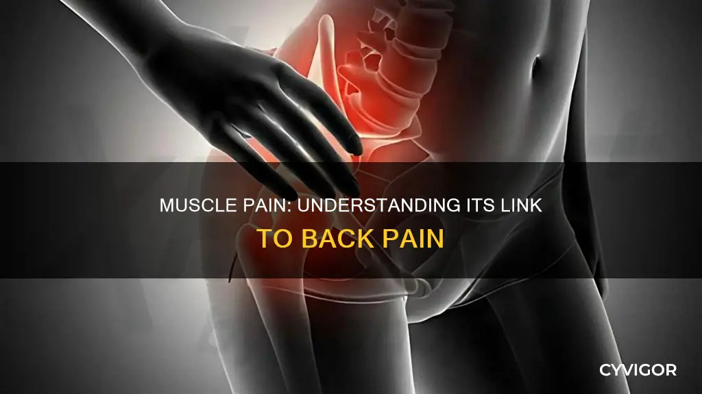 can muscle pain cause back pain