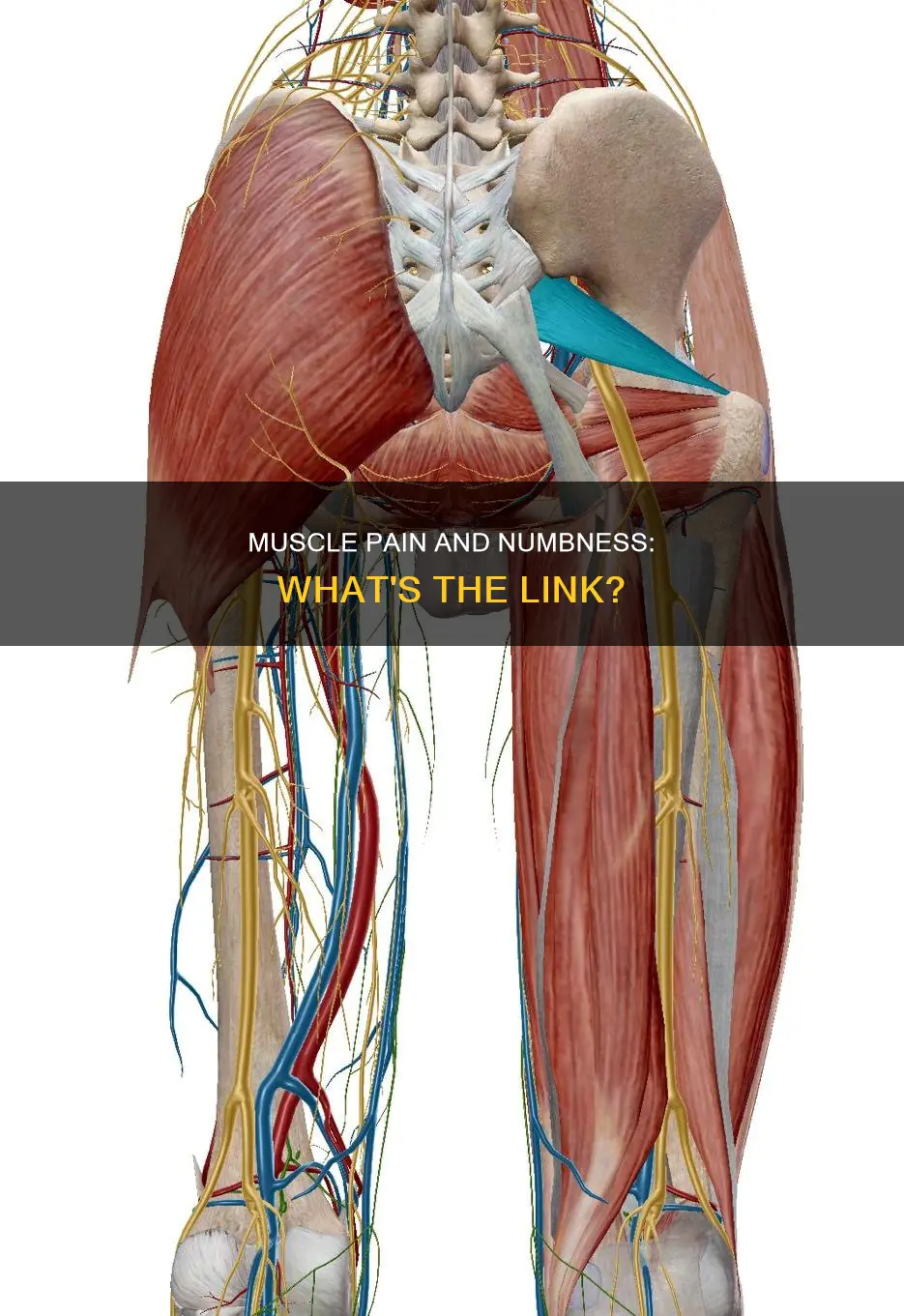 can muscle pain cause numbness