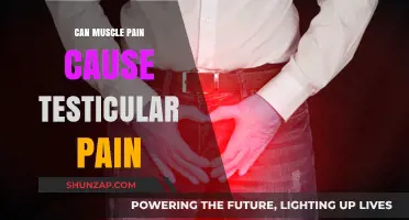 Muscle Pain and Testicular Pain: Is There a Link?
