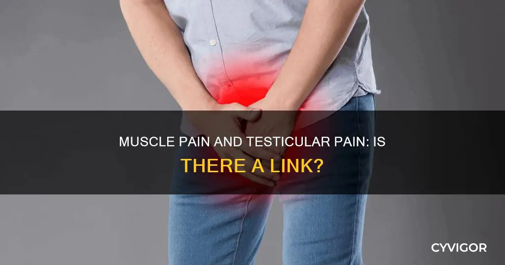 can muscle pain cause testicular pain