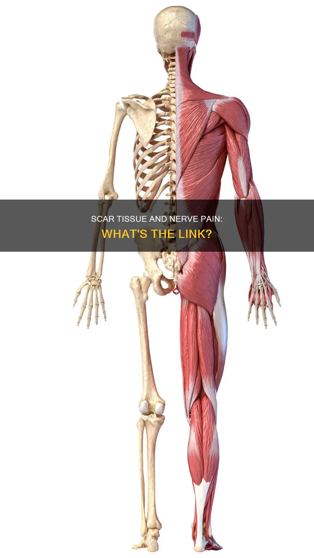 can muscle scar tissue cause nerve pain