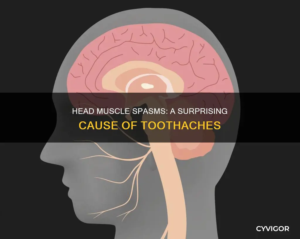 Head Muscle Spasms: A Surprising Cause Of Toothaches | CyVigor