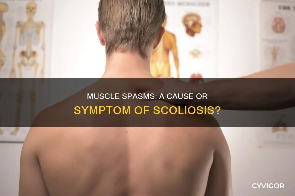 can muscle spasms cause scoliosis