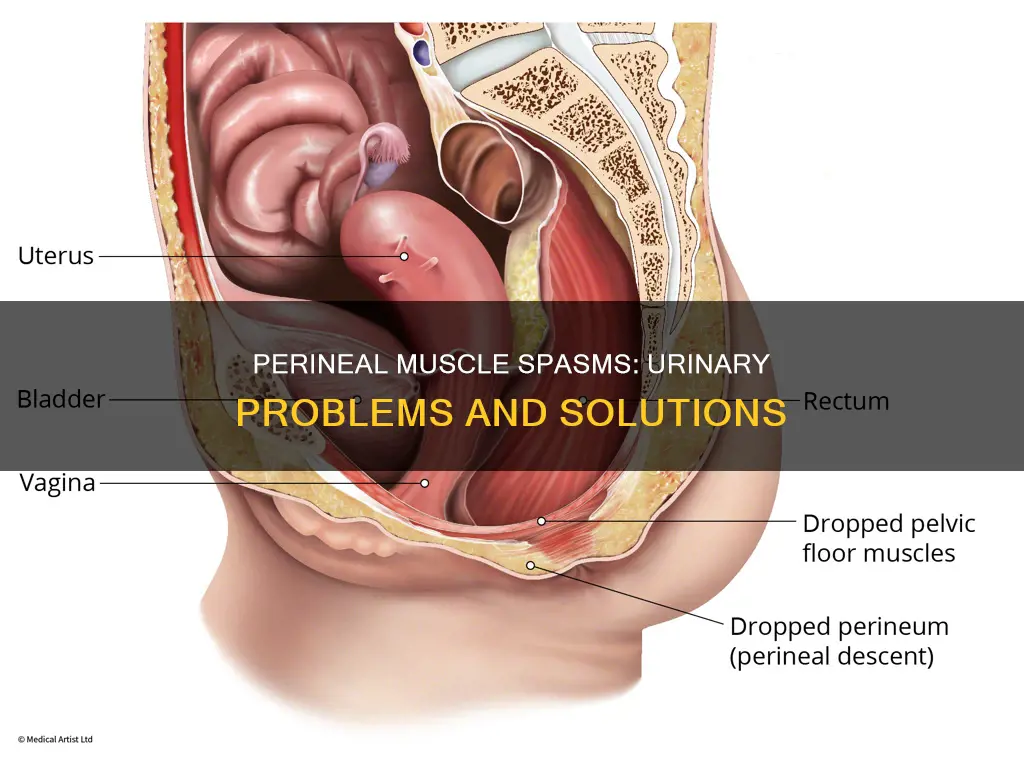 can muscle spasms in the perineum cause problems urinating