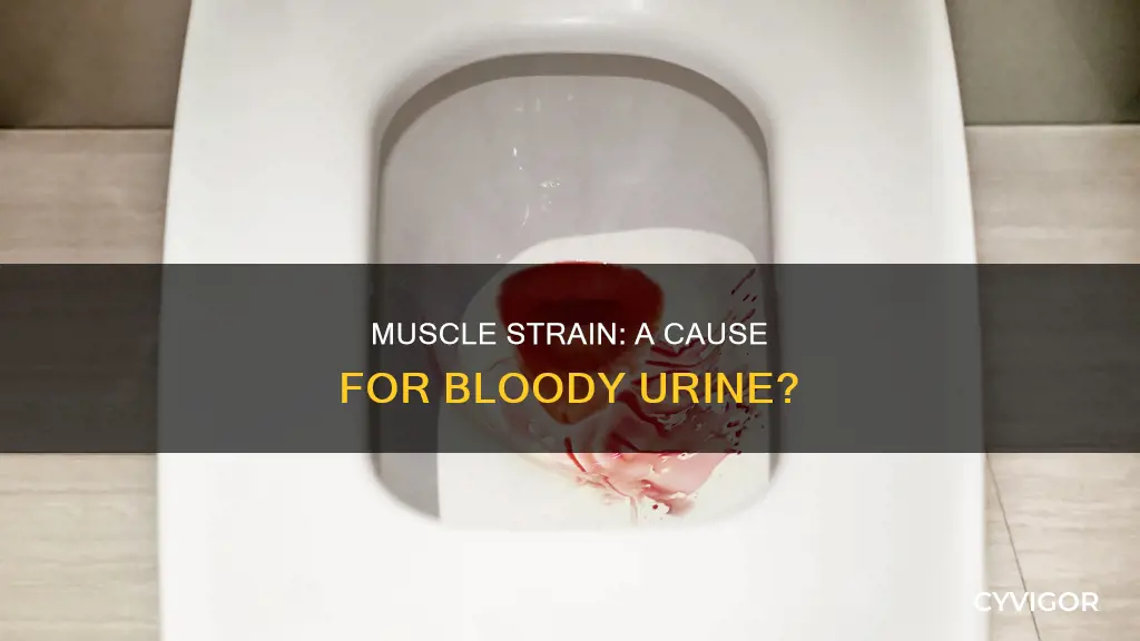 can muscle strain cause blood in urine