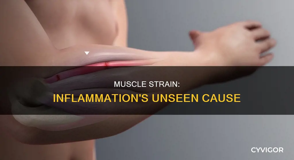 can muscle strain cause inflammation