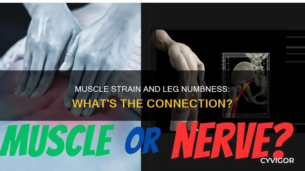 can muscle strain cause leg numbness