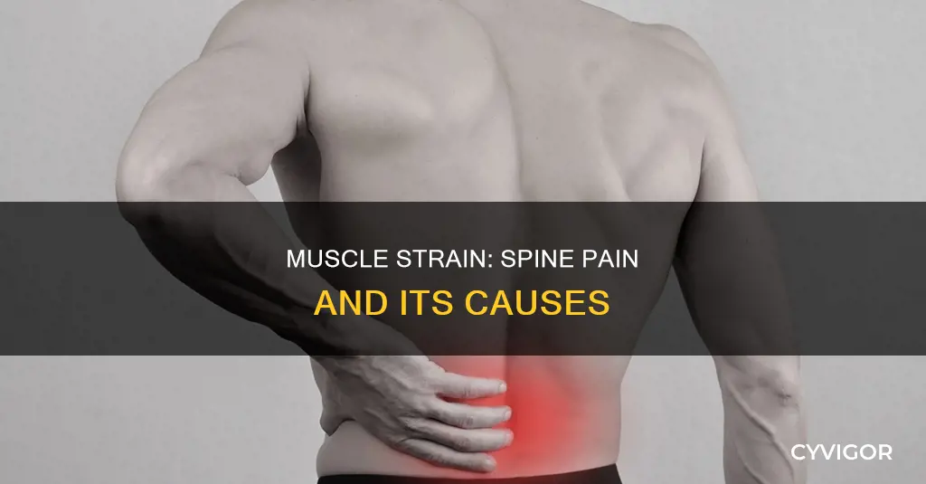 can muscle strain cause pain on the spine