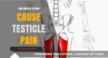 Muscle Strain and Testicle Pain: Is There a Link?