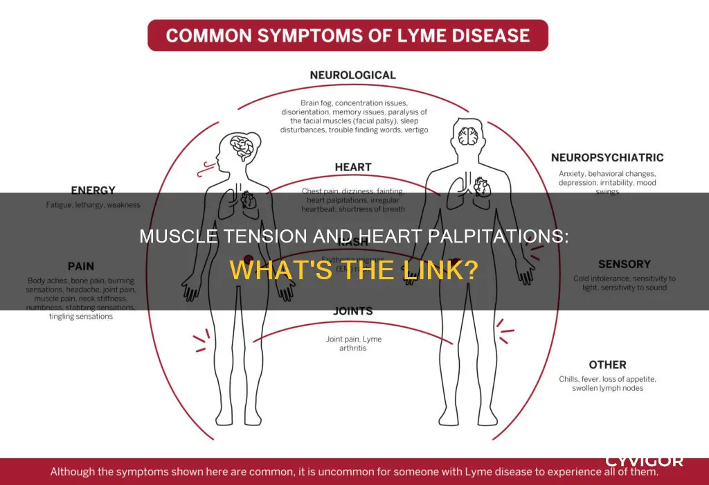 can muscle tension cause palpitations