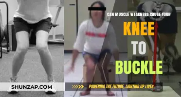 Muscle Weakness: Why Your Knees Buckle