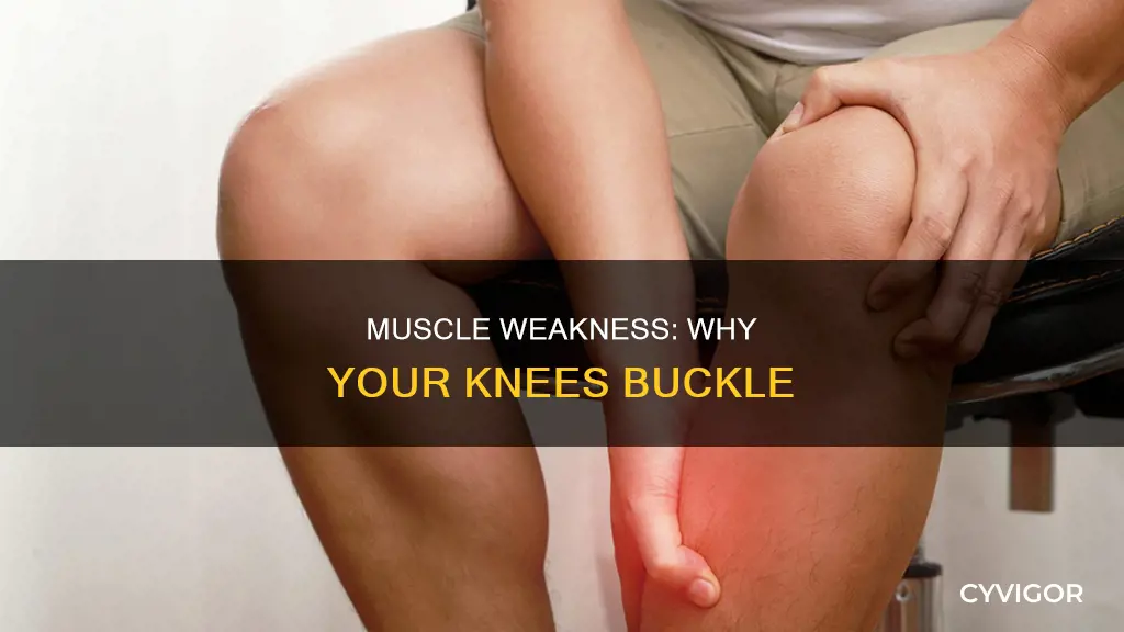 can muscle weakness cause your knee to buckle