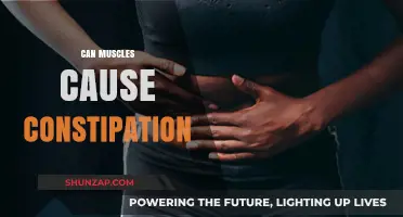 How Muscles Affect Your Bowel Movement