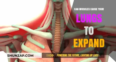 How Muscles Help Expand Your Lungs