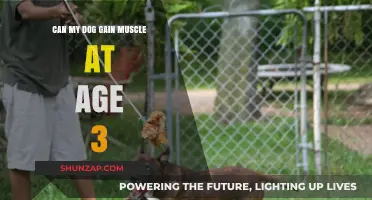 Can Your 3-Year-Old Dog Build Muscle? Expert Tips Revealed