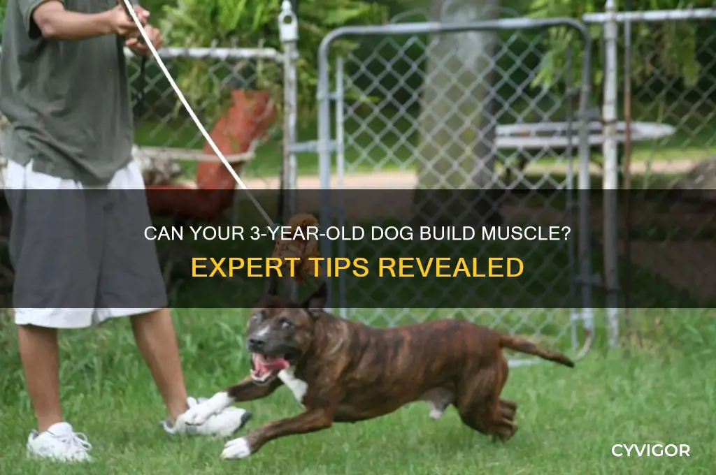 can my dog gain muscle at age 3