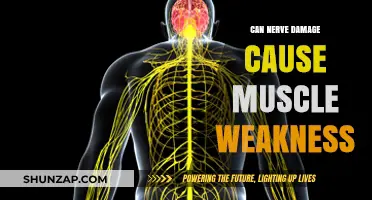 Nerve Damage and Muscle Weakness: What's the Link?