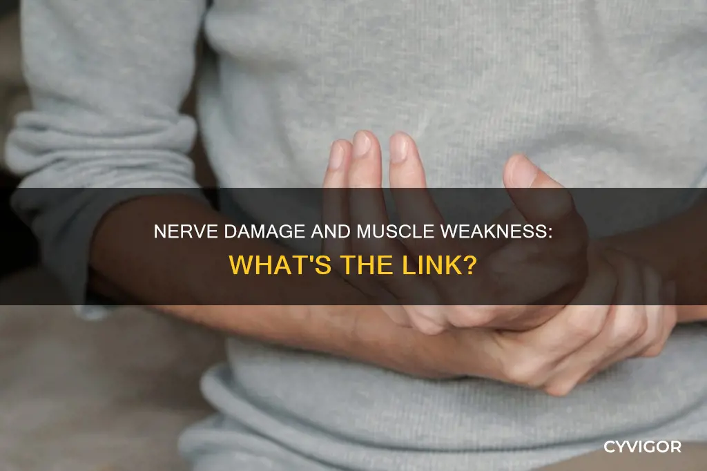 can nerve damage cause muscle weakness