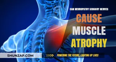 Sensory Nerve Damage: Does It Lead to Muscle Atrophy?