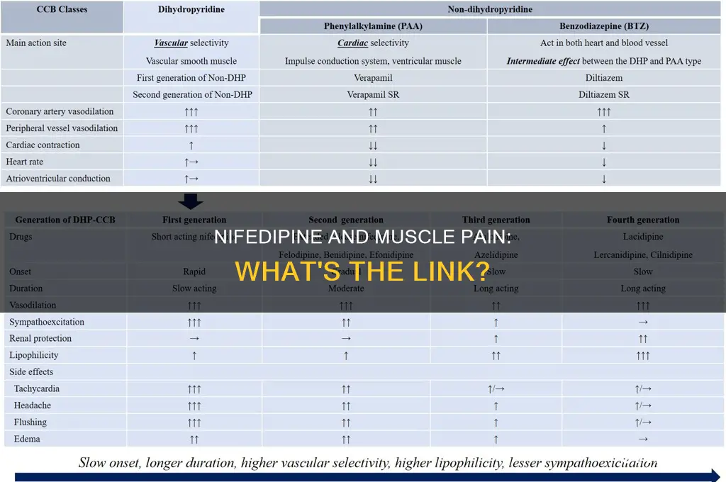 can nifedipine cause muscle pain