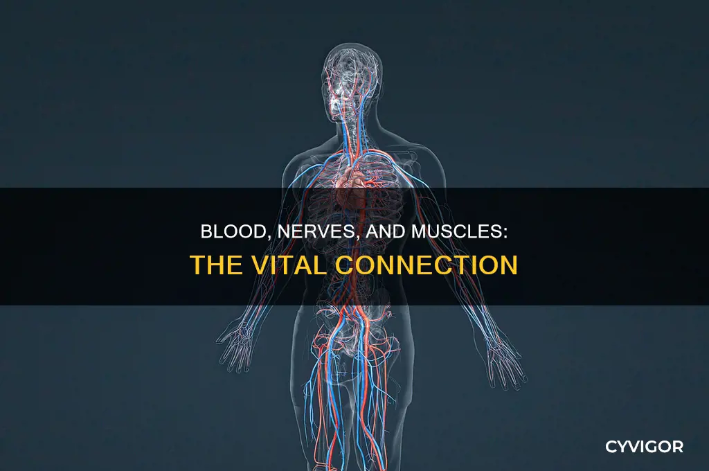 can not having enoug blood cause nerve and muscle issues