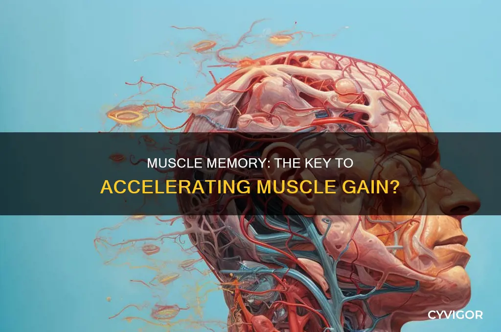 can one gain muscle faster off muscle memory