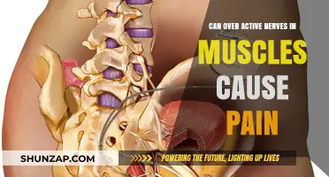 Overactive Nerves: A Source of Muscle Pain?