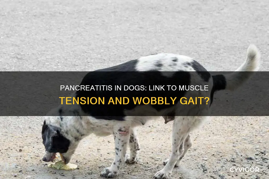 can pancreatitis in dog cause muscle tension or wobbly gate