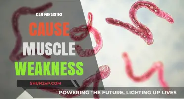 Parasites and Muscle Weakness: Uncovering the Hidden Connection