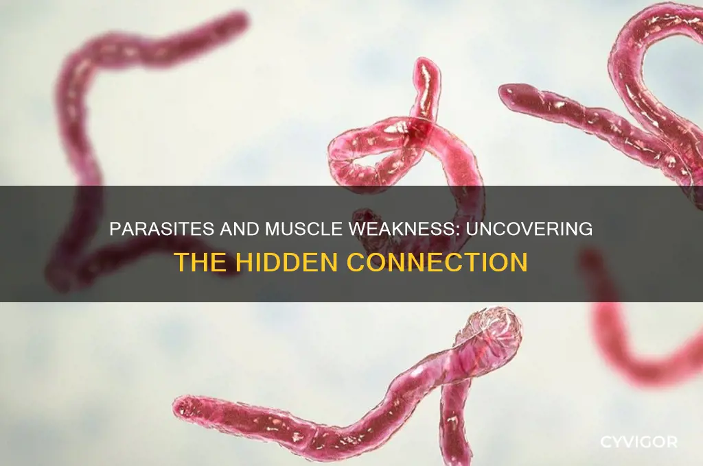 can parasites cause muscle weakness