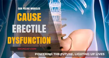 Pelvic Muscles and Erectile Dysfunction: Understanding the Connection