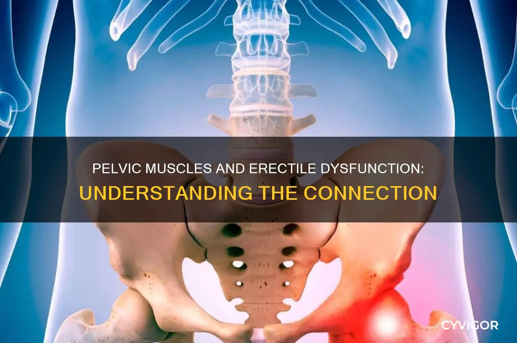 can pelvic muscles cause erectile dysfunction