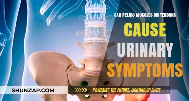 Pelvic Muscles, Tendons, and Urinary Symptoms: Unraveling the Connection