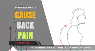 Perineal Muscle Tension: A Hidden Culprit Behind Your Back Pain?