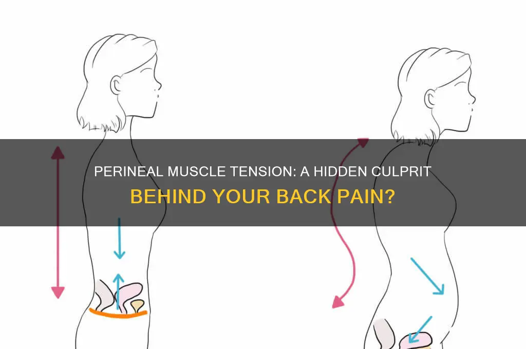 can perineal muscle cause back pain