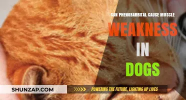 Phenobarbital Side Effects: Understanding Muscle Weakness in Dogs