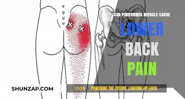 Piriformis Muscle: A Hidden Culprit Behind Lower Back Pain?