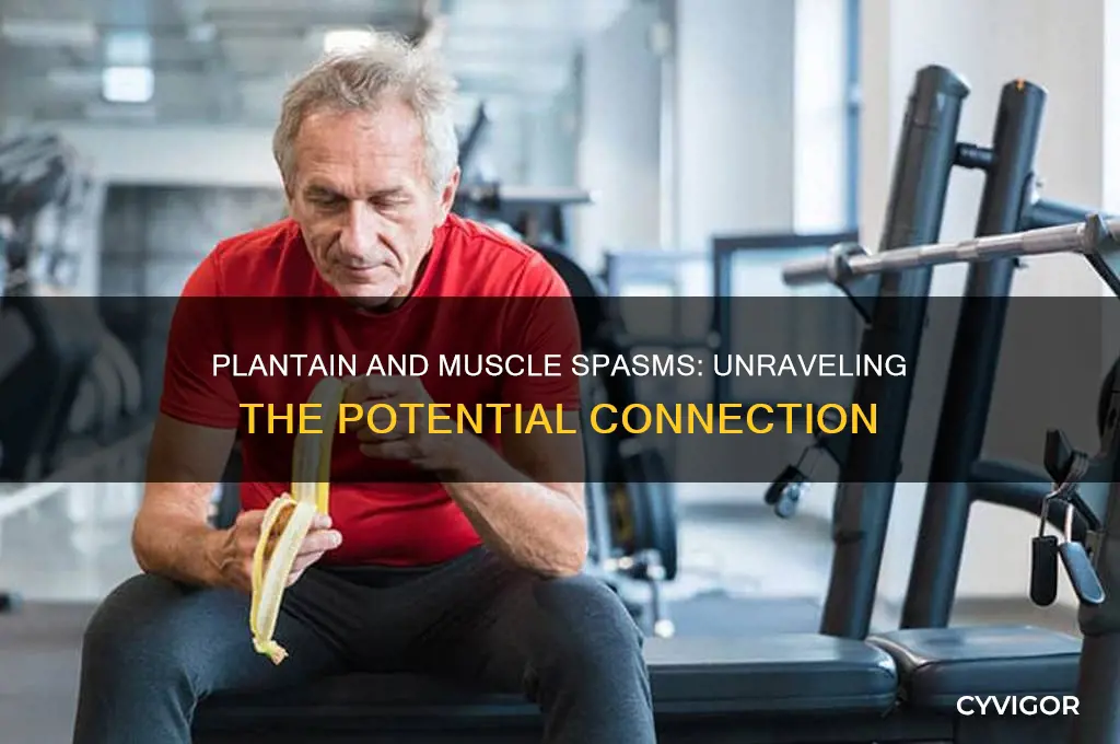 can plantain cause muscle spasms