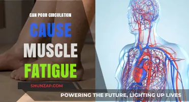Poor Circulation and Muscle Fatigue: Understanding the Hidden Connection