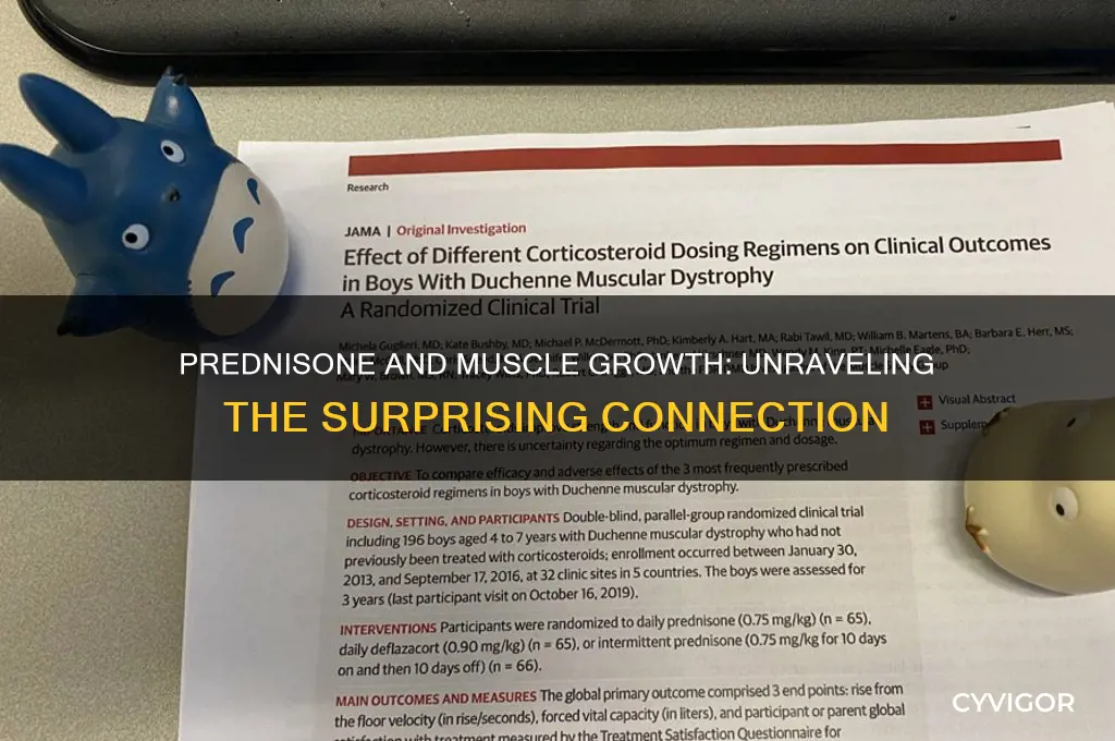 can prednisone cause muscle growth