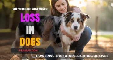 Prednisone Side Effects: Understanding Muscle Loss in Dogs