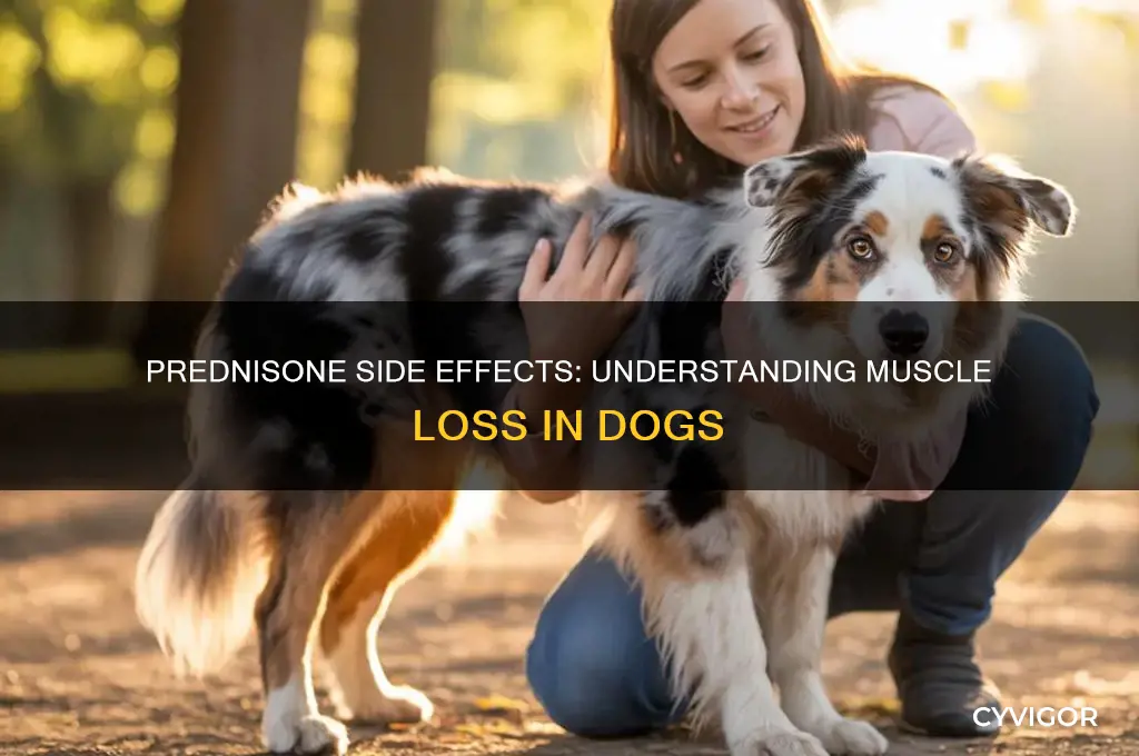 can prednisone cause muscle loss in dogs