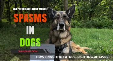 Prednisone Side Effects: Understanding Muscle Spasms in Dogs