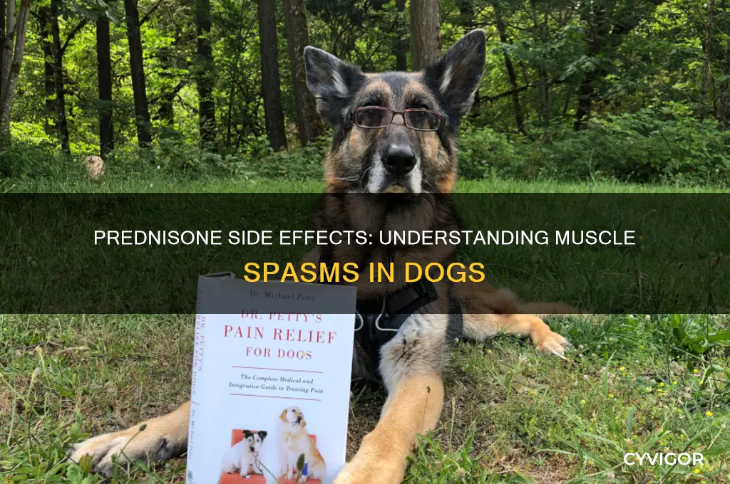 can prednisone cause muscle spasms in dogs