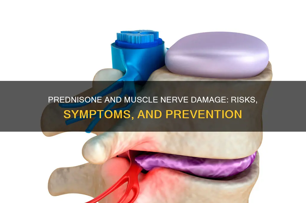 can prednisone cause nerve damage in muscles