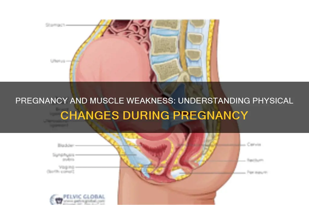 can pregnancy cause muscle weakness