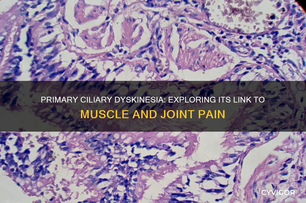 can primary ciliary dyskinesia cause muscle pain or joint pain
